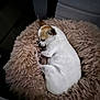 Lola participe au concours pour gagner de l'argent avec cette photo : accessories, animal, blanket, bulldog, canine, car, car_interior, carseat, chihuahua, cushion, dog, homedecor, hound, person, pet, pointer, puppy, sleeping, transportation, vehicle