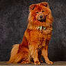 animal, brown, canine, collar, cute, dark_background, dog, fluffy, front_view, full_body, fur, leaves, long_hair, orange_dog, pet, portrait, regal, sitting, studio, wooden_floor
