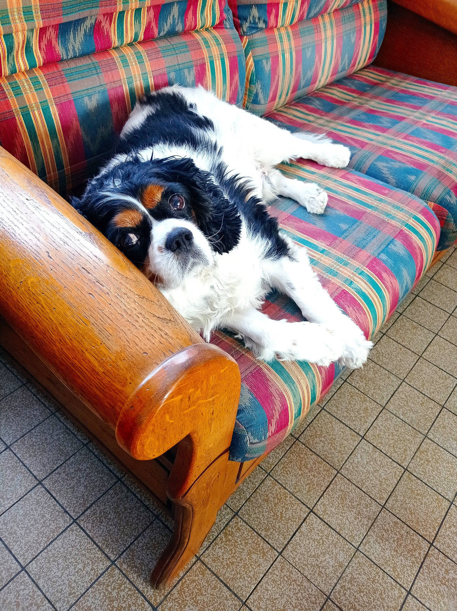 Haribo a rejoint le concours — aidez-le/la à gagner de superbes lots ! carnivore, comfort, companion_dog, couch, dog, dog_breed, dog_supply, fawn, flooring, furniture, hardwood, living_room, outdoor_furniture, pet_supply, pillow, studio_couch, textile, toy_dog, wood, working_animal