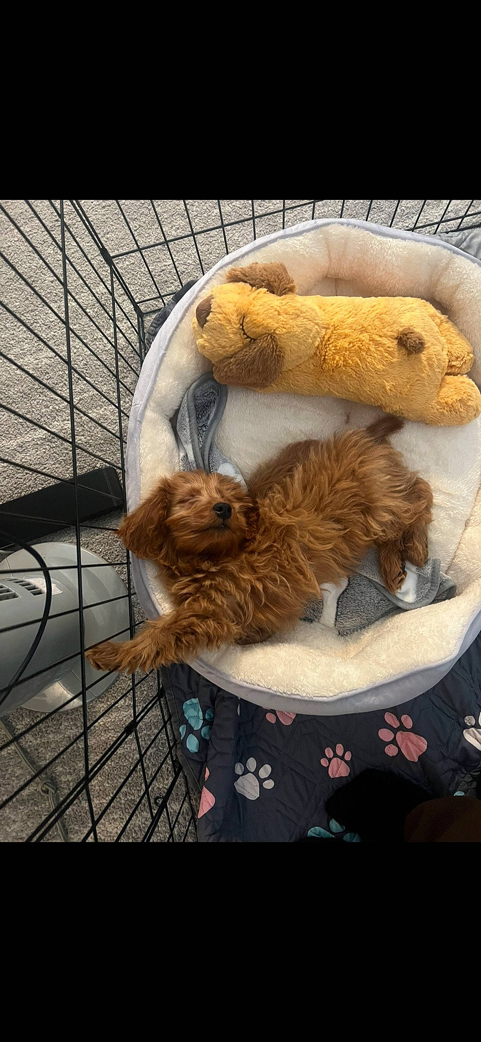 Winnie is registered to the contest to win money with this photo: canidae, carnivore, cat_supply, comfort, companion_dog, dog_breed, fawn, felidae, fur, linens, nap, pet_supply, small_to_medium_sized_cats, sporting_group, stuffed_toy, tail, toy, toy_dog, whiskers, wool