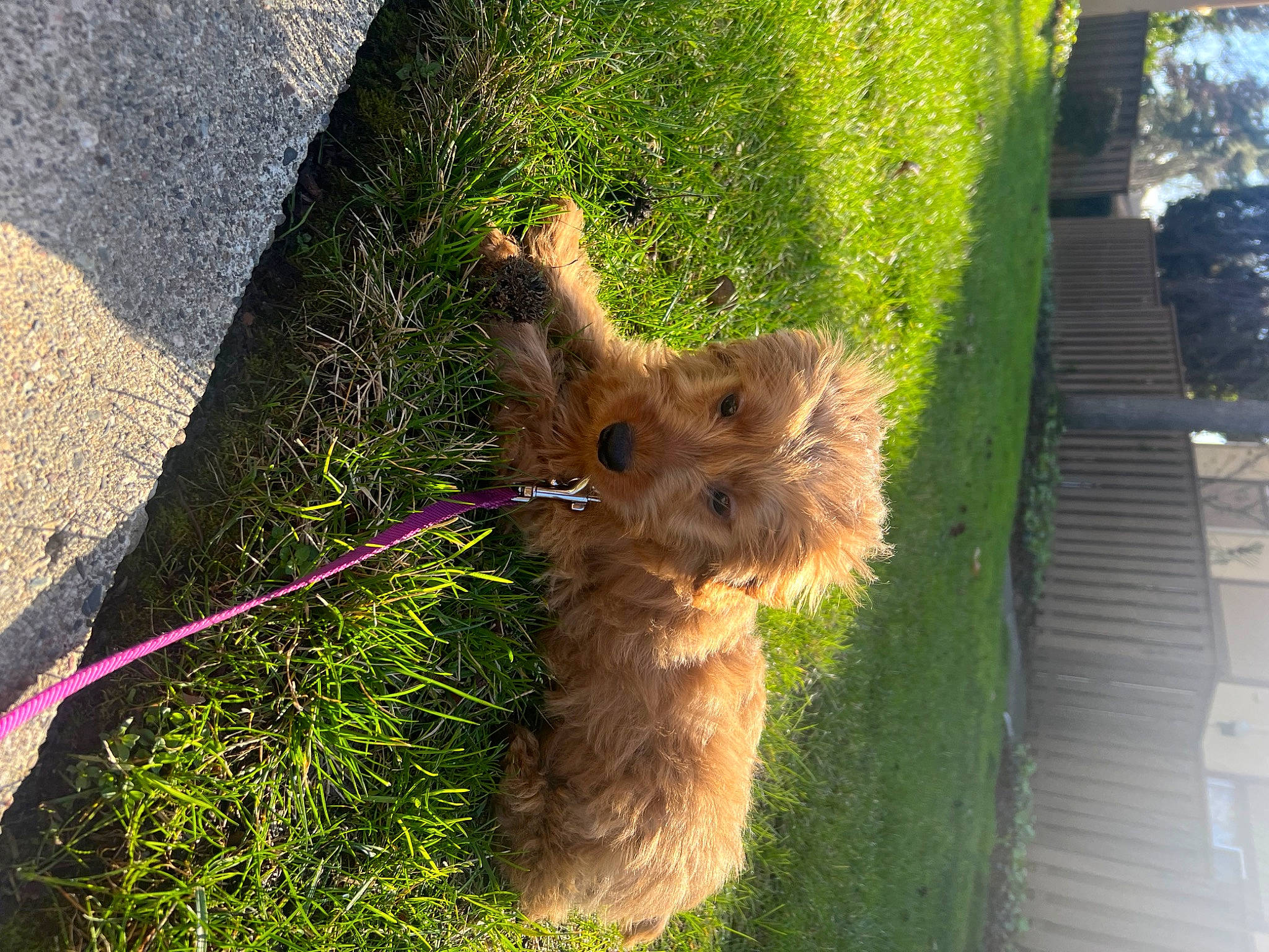 Winnie is registered to the contest to win money with this photo: canidae, carnivore, collar, companion_dog, dog, dog_breed, fawn, felidae, fur, grass, liver, plant, small_to_medium_sized_cats, snout, sporting_group, tail, terrier, trunk, whiskers, wood