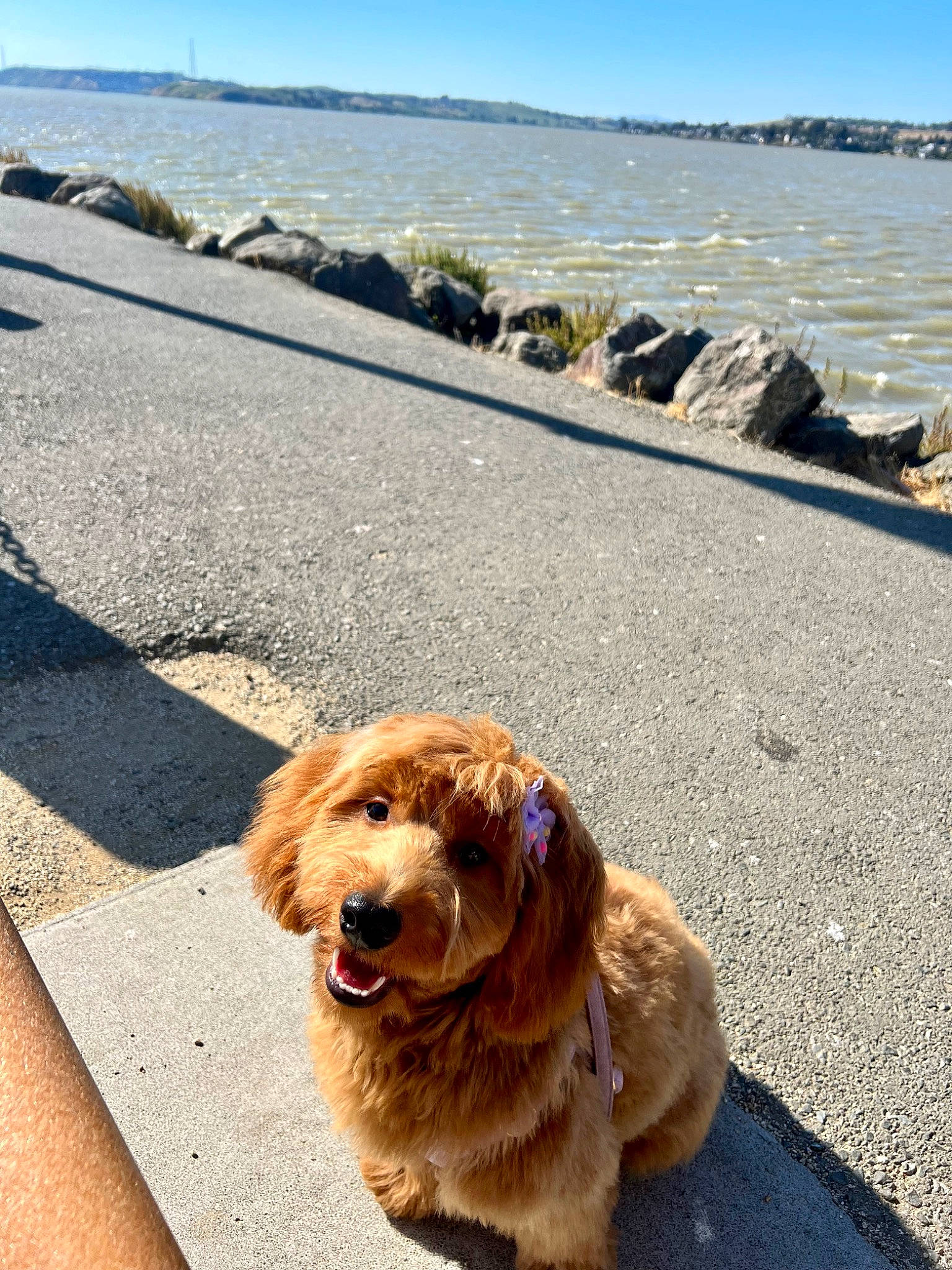Winnie joined the competition — help win amazing prizes! asphalt, beach, blue, carnivore, collar, companion_dog, dog, dog_breed, fawn, fur, horizon, landscape, leash, plant, road_surface, sky, snout, sporting_group, summer, water