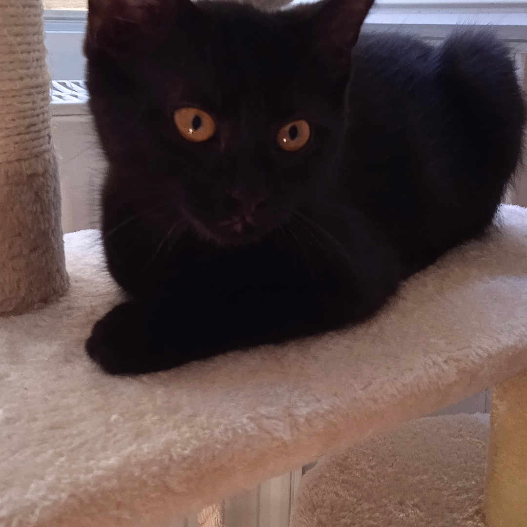 Yukai participe au concours pour gagner de l'argent avec cette photo : abyssinian, animal, blackcat, cat, homedecor, kitten, manx, pet, siamese