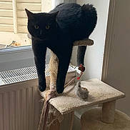 Yukai participe au concours pour gagner de l'argent avec cette photo : animal, black_cat, cat_toy, cat_tree, curious, domestic_cat, feline, fur, hanging_legs, home, indoor, natural_light, pet, radiator, relaxed, resting, scratched_cat_tree, scratching_post, toy_mouse, window