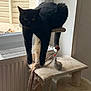 animal, black_cat, cat_toy, cat_tree, curious, domestic_cat, feline, fur, hanging_legs, home, indoor, natural_light, pet, radiator, relaxed, resting, scratched_cat_tree, scratching_post, toy_mouse, window
