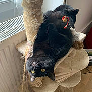 Yukai a rejoint le concours — aidez-le/la à gagner de superbes lots ! black_cat, cat_toys, cat_tree, cozy, domestic_cat, feline, fur, home, indoor, natural_light, pet, playful, radiator, relaxed, scratched_post, upside_down, whiskers, window, wooden_floor, yellow_eyes