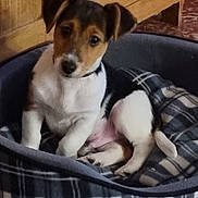 Sami participe au concours pour gagner de l'argent avec cette photo : puppy, dog, pet, canine, small_dog, brown_and_white, black_and_white, floppy_ears, sitting, pet_bed, plaid, blanket, indoors, wood_paneling, cozy, home, portrait, cute, curious, animal