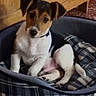 puppy, dog, pet, canine, small_dog, brown_and_white, black_and_white, floppy_ears, sitting, pet_bed, plaid, blanket, indoors, wood_paneling, cozy, home, portrait, cute, curious, animal