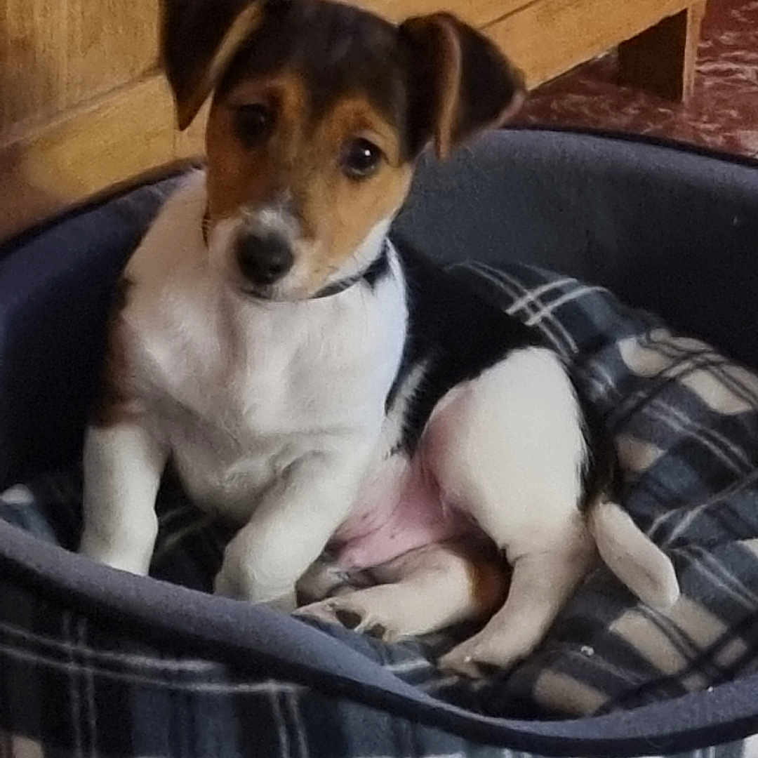 Sami participe au concours pour gagner de l'argent avec cette photo : puppy, dog, pet, canine, small_dog, brown_and_white, black_and_white, floppy_ears, sitting, pet_bed, plaid, blanket, indoors, wood_paneling, cozy, home, portrait, cute, curious, animal