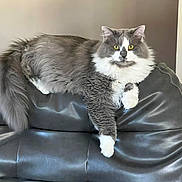 Smokie is registered to the contest to win money with this photo: cat, fluffy, gray, white, yellow_eyes, leather_couch, indoor, pet, feline, relaxed, resting, looking_at_camera, animal, domestic_cat, fur, whiskers, paw, tail, living_room, comfortable