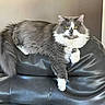 cat, fluffy, gray, white, yellow_eyes, leather_couch, indoor, pet, feline, relaxed, resting, looking_at_camera, animal, domestic_cat, fur, whiskers, paw, tail, living_room, comfortable
