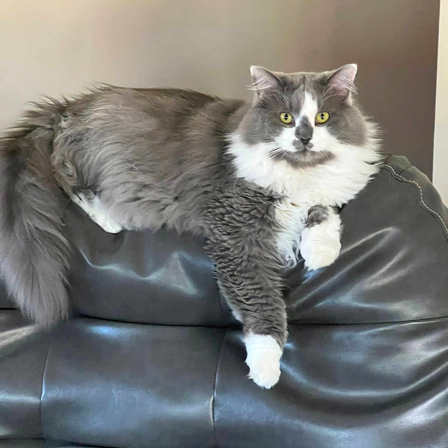Smokie is registered to the contest to win money with this photo: cat, fluffy, gray, white, yellow_eyes, leather_couch, indoor, pet, feline, relaxed, resting, looking_at_camera, animal, domestic_cat, fur, whiskers, paw, tail, living_room, comfortable