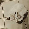 cat, animal, pet, feline, white, gray, curled_up, sleeping, floor, tile, indoor, cute, fluffy, fur, resting, domestic_animal, cozy, quiet, still_life, blurry