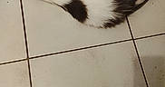 Koeurthysse a rejoint le concours — aidez-le/la à gagner de superbes lots ! animal, black, cat, cozy, cute, domestic, floor, fur, indoor, mammal, paw, pet, quiet, relaxation, resting, sleeping, tail, tile, whiskers, white