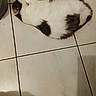 cat, animal, pet, sleeping, floor, tile, white, black, fur, cozy, resting, indoor, cute, quiet, relaxation, domestic, mammal, whiskers, paw, tail