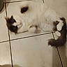 cat, feline, pet, animal, floor, tile_floor, white, black, fur, lying_down, indoor, blur, out_of_focus, paw, tail, cute, domestic_animal, resting, sleepy, relaxing