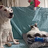 Koeurthysse participe au concours pour gagner de l'argent avec cette photo : animal, black_and_white_cat, blue, cat, companion, couch, cozy, dog, domestic, fur, household, indoor, patterned_fabric, pet, relaxed, rope_toy, santa_hat, seated, toy, white_dog