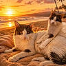 animal, beach, blanket, cat, cats, clouds, cozy, fur, nature, ocean, outdoor, pet, relaxing, sand, scenic, sky, sunlight, sunset, warm, waves