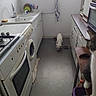 Blancky participe au concours pour gagner de l'argent avec cette photo : appliance, cabinet, cat, counter, cozy, curious, dog, domestic, floor, food_bowl, home, indoor, kitchen, pet, sink, stove, tabby_cat, towel, white_dog, window