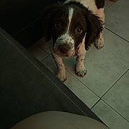 Blancky a rejoint le concours — aidez-le/la à gagner de superbes lots ! animal, black_and_white, brown, collar, curious, cute, dog, ears, floor, fur, home, indoor, looking_up, pet, puppy, snout, sofa, tail, tile_floor, young_dog