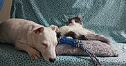 Blancky participe au concours pour gagner de l'argent avec cette photo : animal, black_and_white_cat, blue, calm, cat, companion, couch, cozy, cushion, dog, floor, friendship, furniture, indoor, pet, relaxed, resting, rope_toy, sleeping, white_dog