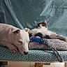 animal, black_and_white_cat, blue, calm, cat, companion, couch, cozy, cushion, dog, floor, friendship, furniture, indoor, pet, relaxed, resting, rope_toy, sleeping, white_dog