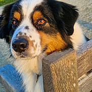 Sabbah a rejoint le concours — aidez-le/la à gagner de superbes lots ! animal, bench, black_fur, brown_eyes, calm, canine, close_up, daylight, dog, fur, nature, outdoor, park, pet, portrait, resting, sunlight, tan_fur, white_fur, wood