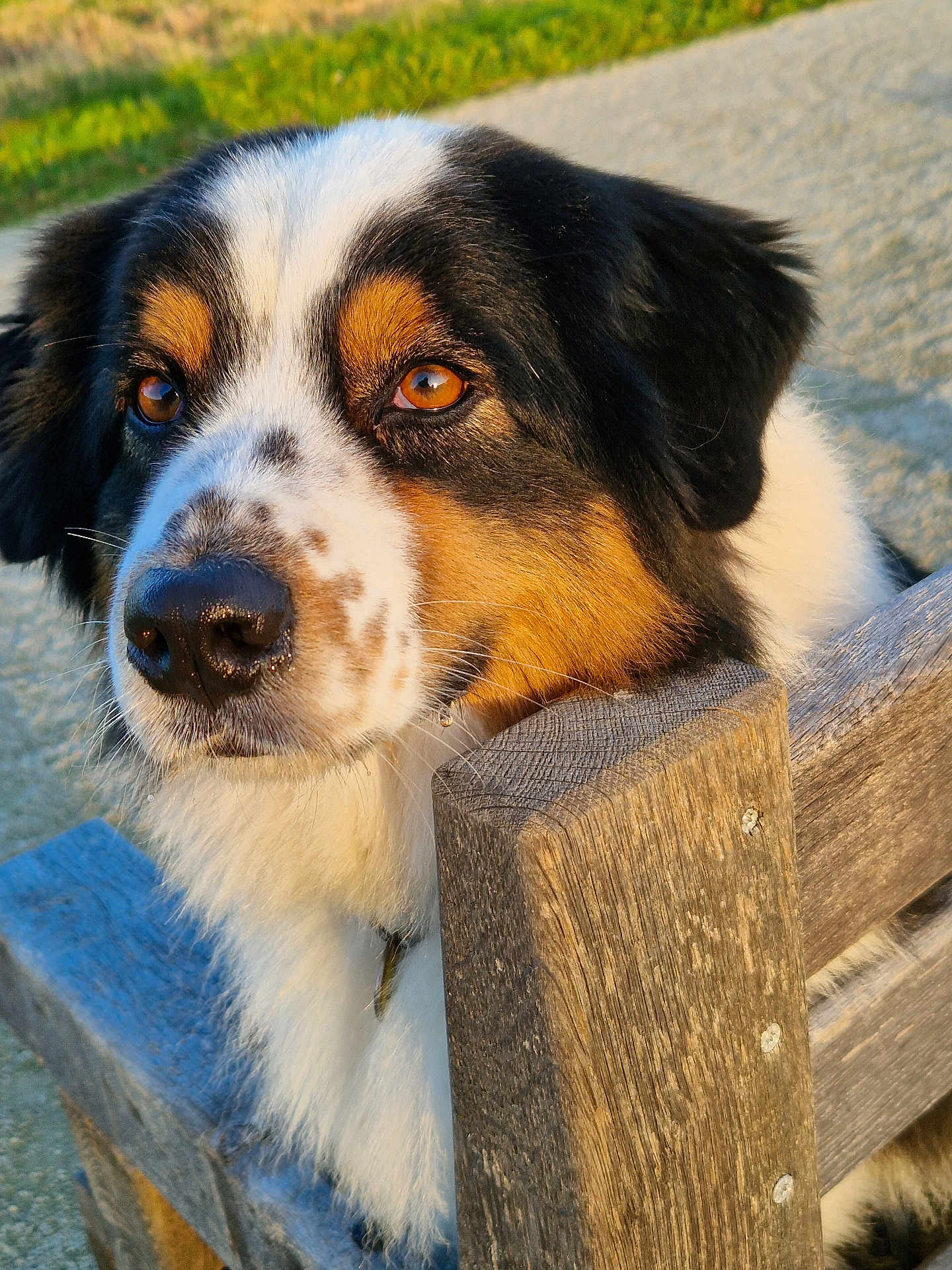 Sabbah a rejoint le concours — aidez-le/la à gagner de superbes lots ! animal, bench, black_fur, brown_eyes, calm, canine, close_up, daylight, dog, fur, nature, outdoor, park, pet, portrait, resting, sunlight, tan_fur, white_fur, wood