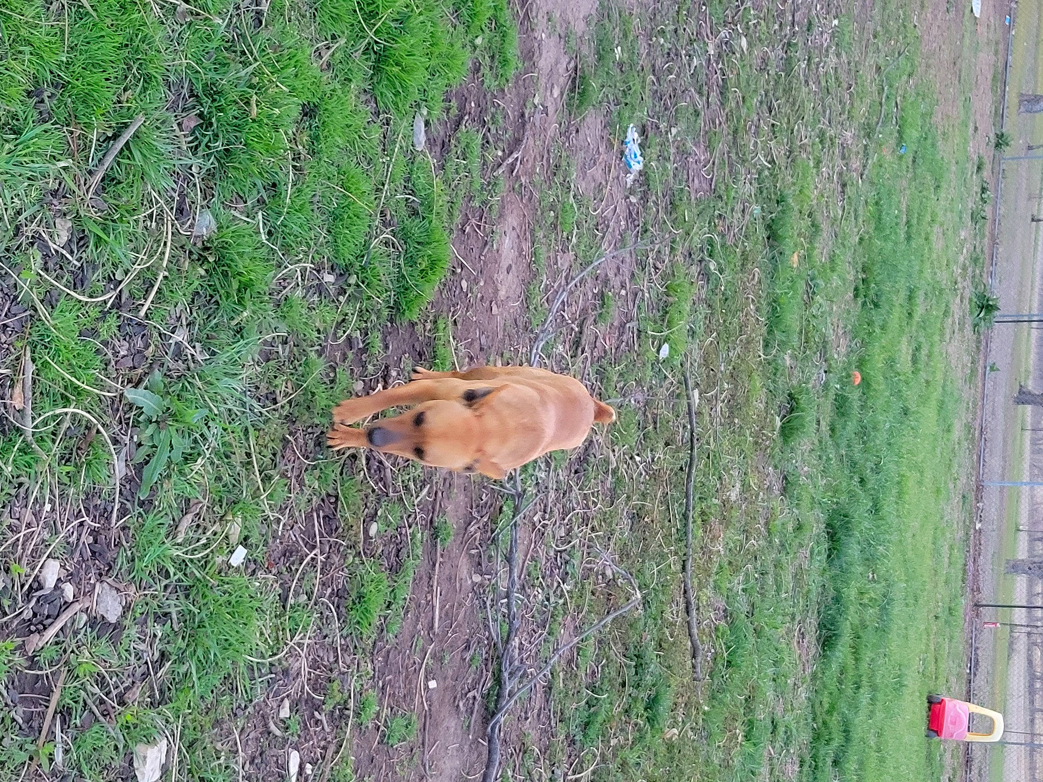 Jack is registered to the contest to win money with this photo: fawn, field, grass, grass_family, grassland, groundcover, landscape, pasture, plant, prairie, rock, snout, soil, tail, terrestrial_animal, tree, trunk, wildlife, wood, working_animal