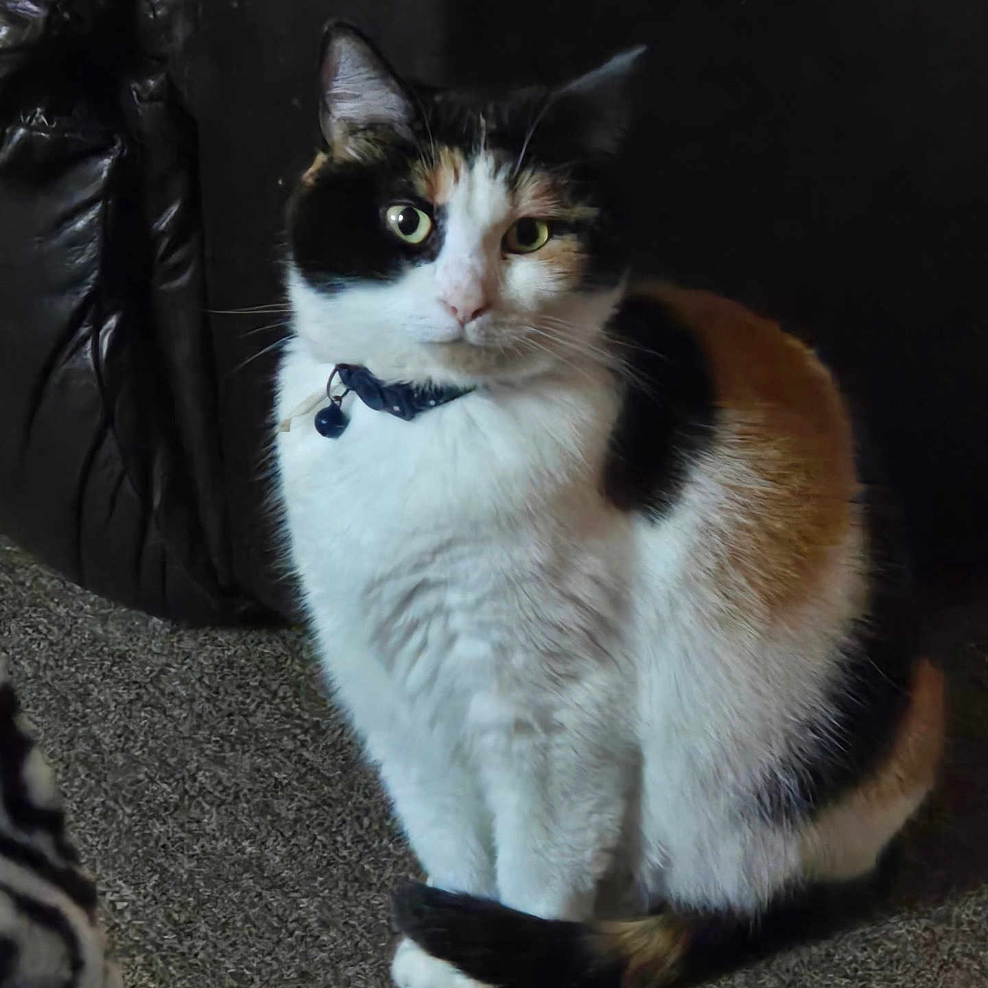 Snickers joined the competition — help win amazing prizes! abyssinian, accessories, animal, armchair, bag, boy, cat, chair, child, couch, furniture, indoors, kitten, male, manx, person, pet, siamese, sleeping, strap