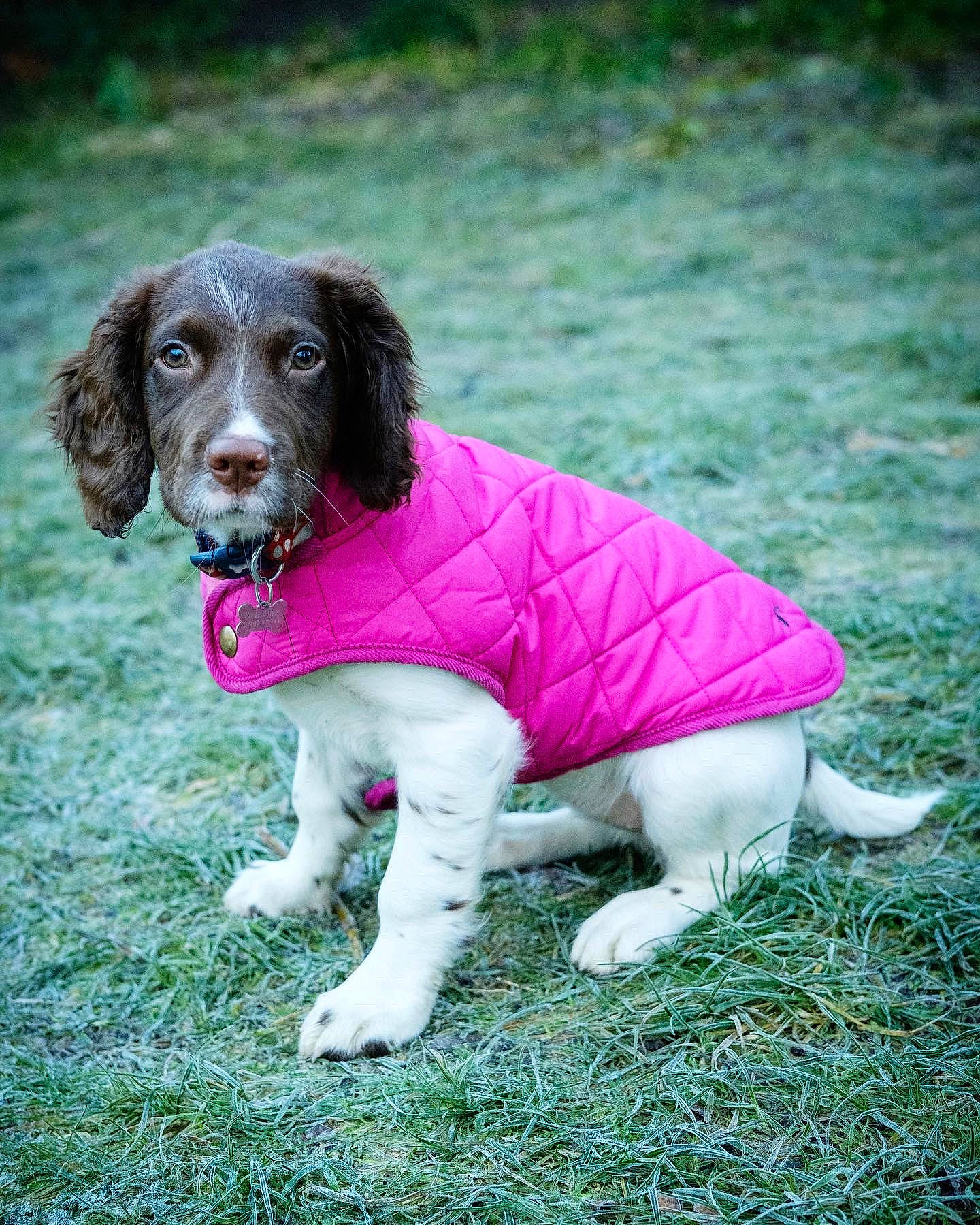 Bramble is registered to the contest to win money with this photo: canidae, carnivore, cocker_spaniel, collar, companion_dog, dog, dog_breed, fur, gun_dog, liver, mammal, pointing_breed, russian_spaniel, snout, spaniel, sporting_group, tongue, working_animal