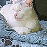Josiah is registered to the contest to win money with this photo: cat, white_cat, sleeping, quilt, blue_quilt, indoor, pet, fur, relaxed, sunlight, cozy, paw_print, animal, cute, resting, domestic_cat, feline, soft_light, peaceful, home