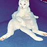cat, white_cat, indoor, couch, furniture, relaxed, pet, animal, window, curtains, blue_couch, fur, sitting, legs_spread, cute, domestic_cat, looking_away, lazy, home, cozy
