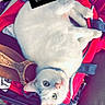Josiah joined the competition — help win amazing prizes! cat, white_cat, suitcase, couch, shoe, clothing, indoor, pet, relaxed, feline, green_eyes, carpet, home, domestic_animal, funny_text, animal, cozy, fur, laying_down, cute