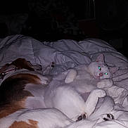 Josiah joined the competition — help win amazing prizes! dog, cat, bed, blanket, comforter, sleeping, resting, pet, animal, cozy, nighttime, indoor, fur, cute, snuggling, companion, domestic, relaxing, white, dark_background