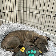 Frankie joined the competition — help win amazing prizes! animal, bed, blanket, canine, cozy, crate, cute, dog, fur, indoor, paw_print, peaceful, pet, puppy, relaxing, resting, sleeping, snuggled, soft_texture, young