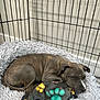 animal, bed, blanket, canine, cozy, crate, cute, dog, fur, indoor, paw_print, peaceful, pet, puppy, relaxing, resting, sleeping, snuggled, soft_texture, young