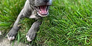 Frankie is registered to the contest to win money with this photo: animal, canine, cute, dog, ears, fur, grass, happy, mouth_open, nature, outdoor, pet, playful, puppy, sidewalk, small, smiling, tongue, tongue_out, young