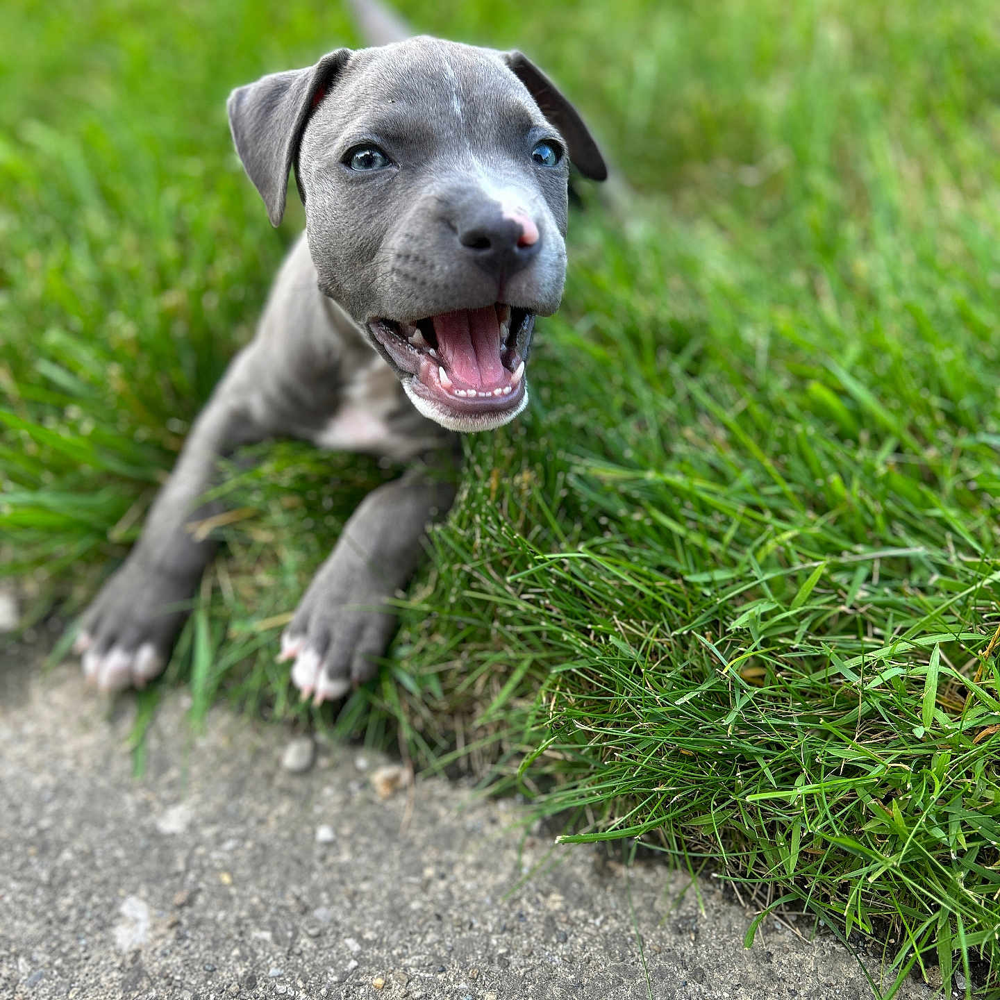 Frankie is registered to the contest to win money with this photo: animal, closeup, cute, daylight, dog, grass, gray, happy, lying, nature, open_mouth, outdoor, paw, pet, playful, puppy, sidewalk, summer, tongue, young