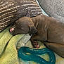 Frankie joined the competition — help win amazing prizes! blanket, brown, canine, comfort, cozy, cushion, cute, dog, fur, home, indoor, napping, paw, pet, puppy, relaxed, resting, sleeping, snuggling, toy