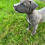 Frankie joined the competition — help win amazing prizes! animal, background_blur, canine, cute, daylight, dog, ears, fur, grass, gray, greenery, nature, nose, outdoor, pet, portrait, puppy, side_view, standing, young