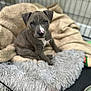 adorable, animal, bed, blanket, blue_eyes, cozy, crate, cute, dog, fur, gray, hot_sauce, indoor, looking, pet, puppy, sitting, soft, toy, young