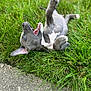 animal, canine, cute, dog, ears, grass, green, happy, joyful, lying_down, mouth_open, nature, outdoor, paw, pet, playful, puppy, summer, tongue, young