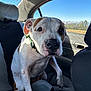 animal, backseat, blue_sky, brown_spots, canine, car_interior, closeup, collar, companion, daytime, dog, pet, sitting, sunlight, transportation, travel, trees, vehicle, white_dog, window