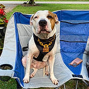 Rocky is registered to the contest to win money with this photo: animal, bandana, canine, chair, collar, daylight, dog, fur, furniture, garden, grass, leaves, nature, outdoor, paw, pet_accessory, phone_case, relaxed, sitting, tree
