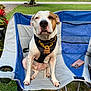 animal, bandana, canine, chair, collar, daylight, dog, fur, furniture, garden, grass, leaves, nature, outdoor, paw, pet_accessory, phone_case, relaxed, sitting, tree