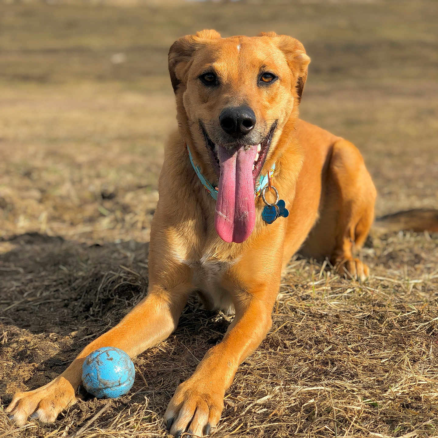 Chili is registered to the contest to win money with this photo: animal, ball, canine, countryside, dog, football, goldenretriever, grass, nature, outdoors, pet, plant, soccer, soccerball, soil, sphere, sport, straw, volleyball, volleyballball