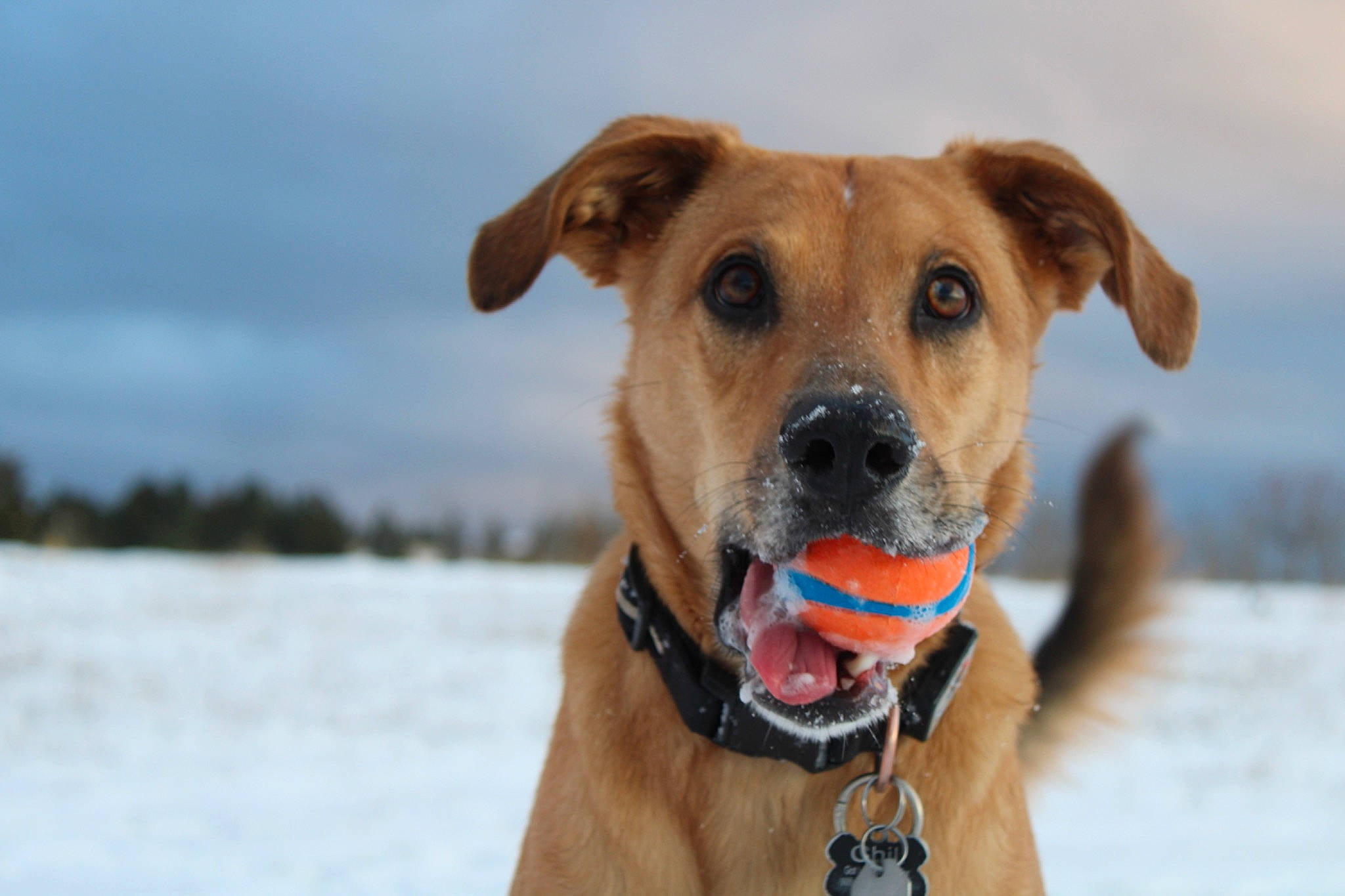 Chili joined the competition — help win amazing prizes! canidae, carnivore, cloud, collar, companion_dog, dog, dog_breed, dog_collar, dog_supply, fashion_accessory, fawn, leash, pet_supply, sky, snout, snow, sporting_group, whiskers, winter, working_animal