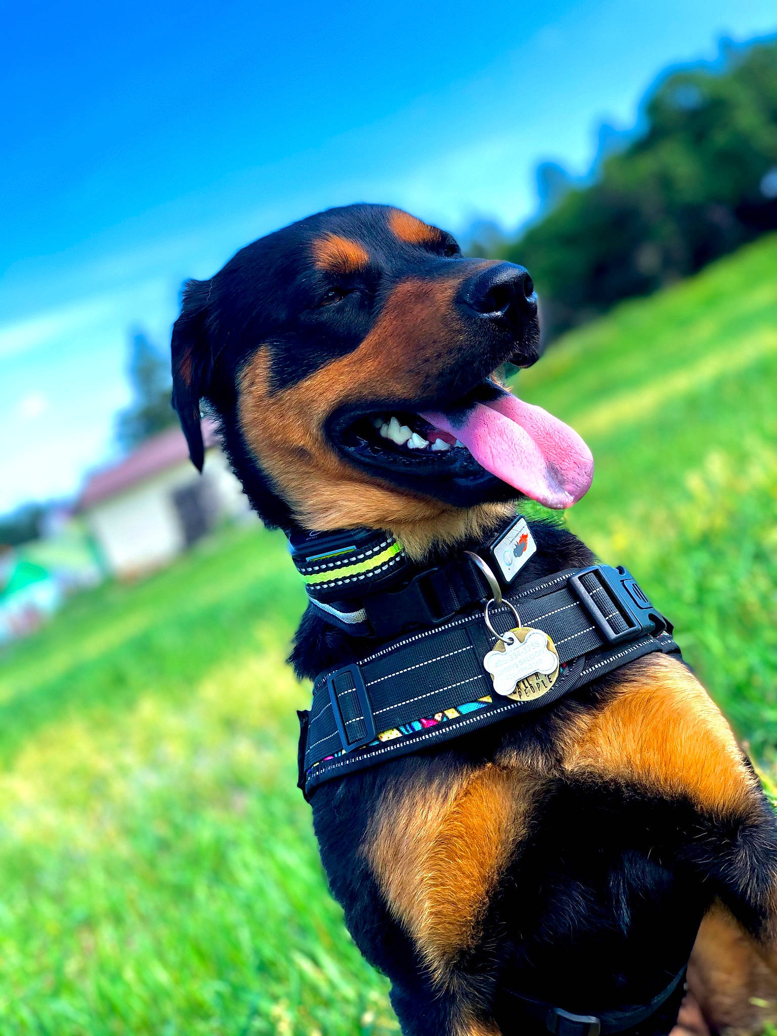 Willow is registered to the contest to win money with this photo: carnivore, collar, companion_dog, dog, dog_breed, dog_collar, dog_supply, electric_blue, fashion_accessory, fawn, grass, hound, leash, personal_protective_equipment, pet_supply, plant, sky, snout, sporting_group, working_animal