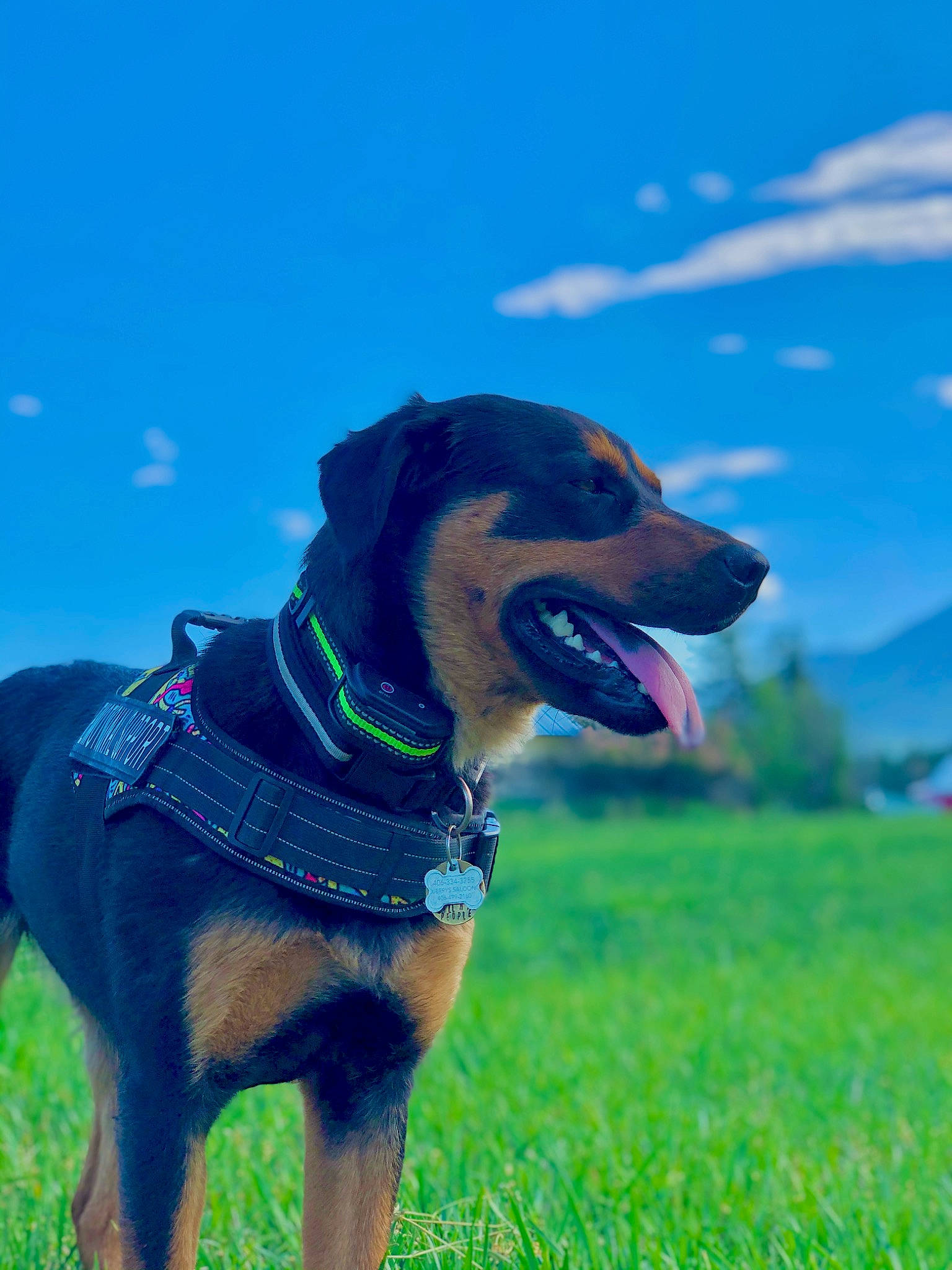 Willow is registered to the contest to win money with this photo: canidae, carnivore, cloud, collar, companion_dog, dog, dog_breed, dog_collar, electric_blue, fawn, gesture, grass, grassland, happy, leash, people_in_nature, sky, snout, sporting_group, working_animal